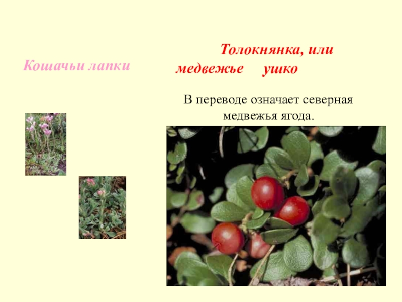 Растение медвежьи ушки фото и описание