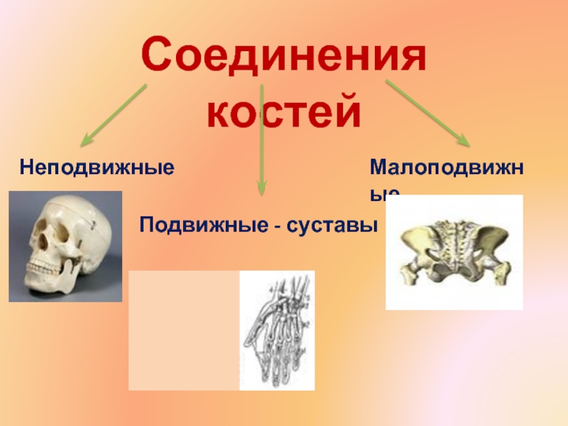 Неподвижное соединение костей. Подвижные и неподвижные соединения костей. Подвижные кости. Подвижные и неподвижные соединения костей 8 класс.