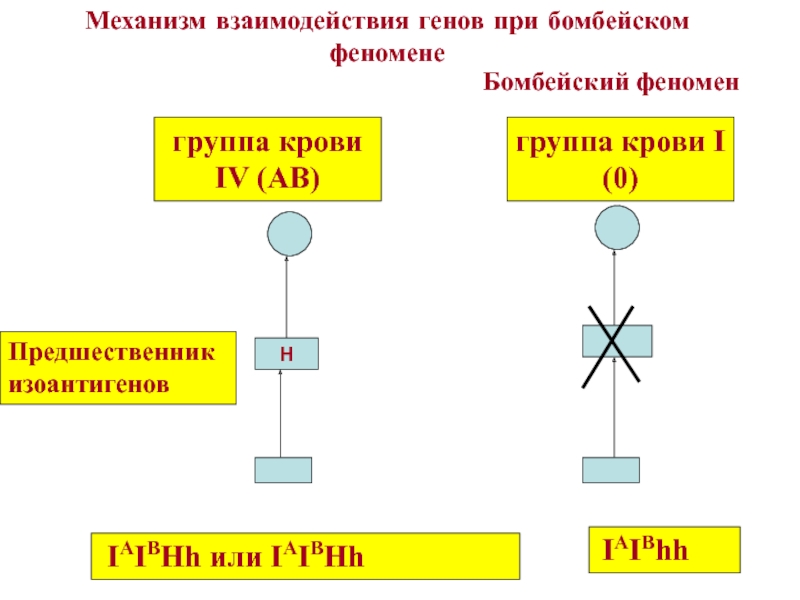 Генетическая 3. Генетика 3 ОП.