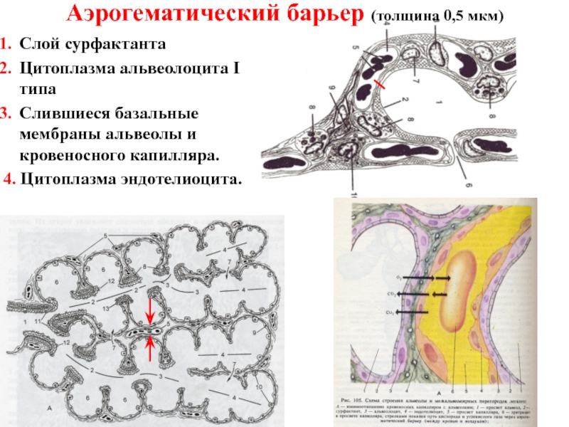 Аэрогематический барьер схема