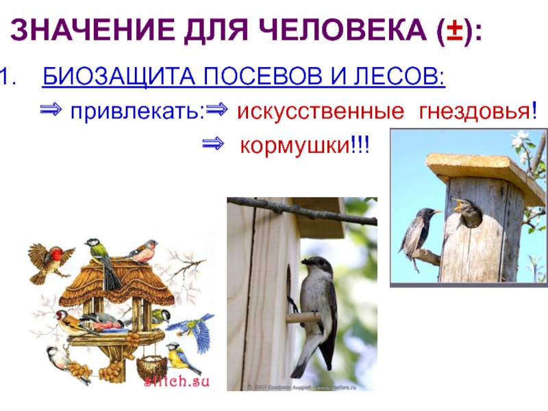Птичка значение слова. Искусственные гнездовья. Значение птиц для человека. Значение птиц леса. Виды искусственных гнездовий.