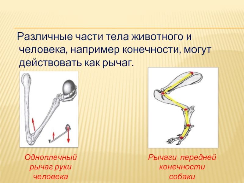 Рычаги в организме человека презентация