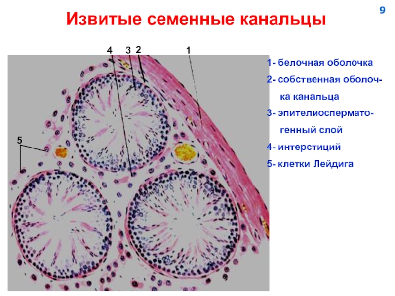 Яичко гистология рисунок