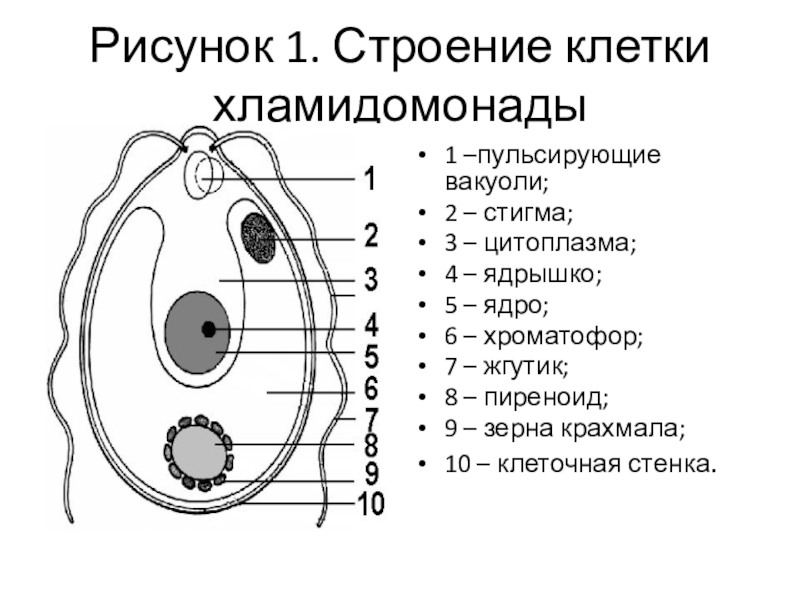 На рисунке цитоплазма обозначена цифрой