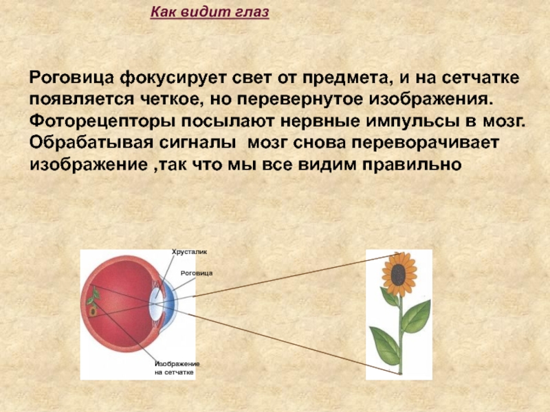 Изображение видимых предметов