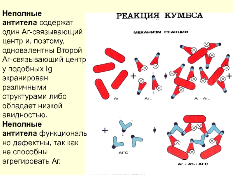 Реакция кумбса. Полные и неполные антитела. Полные и неполные антитела, методы обнаружения. Неполные антитела это иммунология. Антиэритроцитарные антитела полные и неполные.