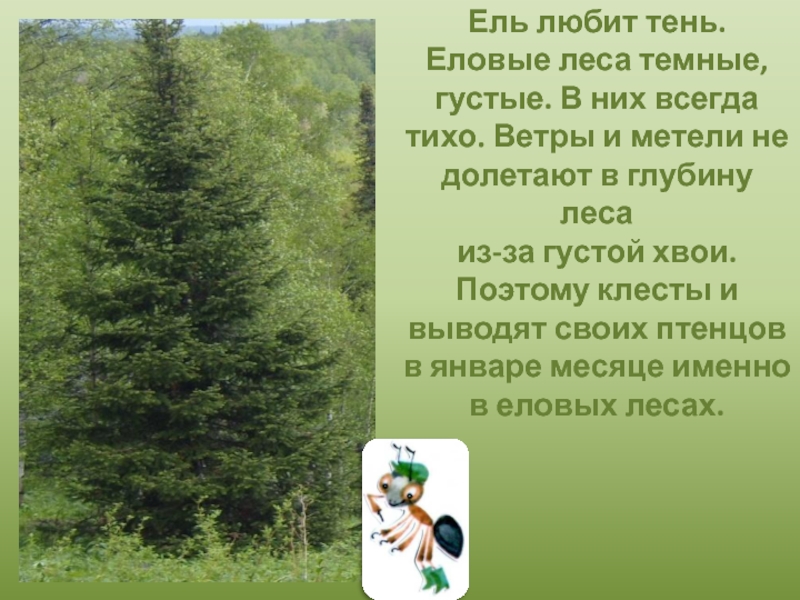 Где растет ель природная зона. Ель растет на влажных местах. Текст еловый лес. Доклад на тему в ельнике. Стих из за леса леса темного.