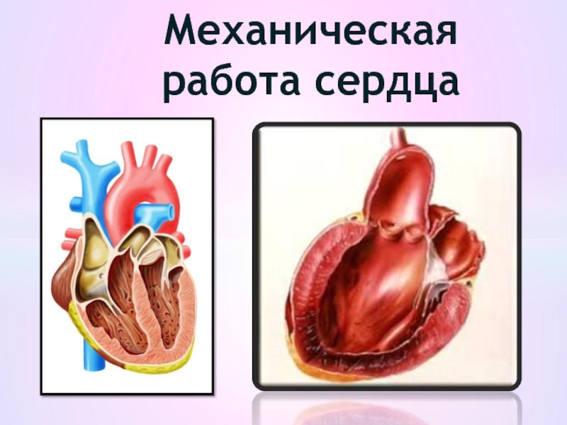 Презентация Механическая работа сердца