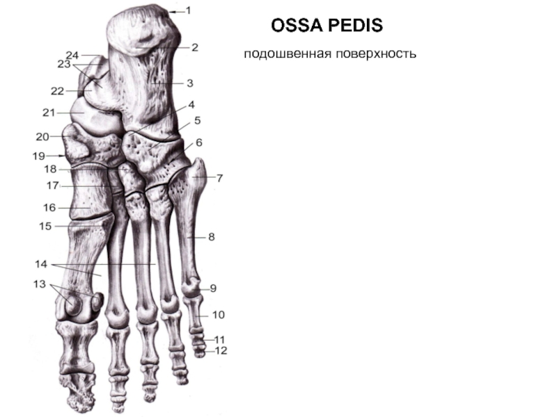 Кости стопы анатомия человека рисунок с подписями