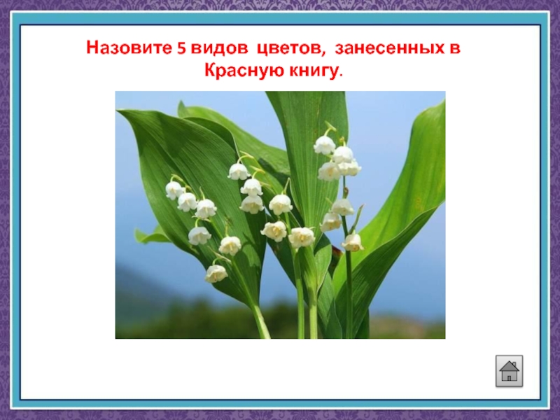 Цветочки занесенные в красную книгу белые. Белые цветы занесенные в красную книгу. Нарцисс цветок занесен в красную книгу. Нарисовать знак растения занесенного в красную книгу.