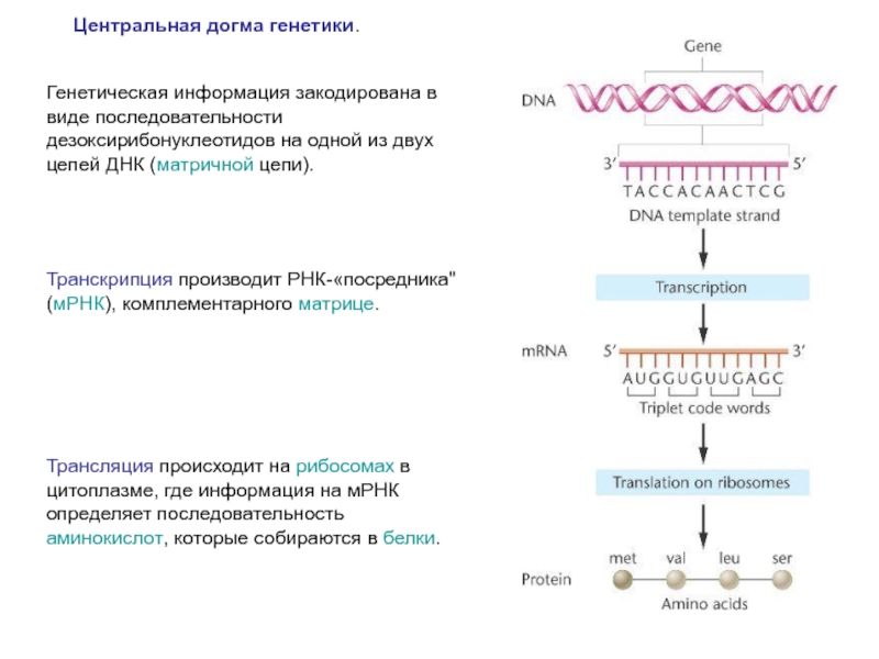 На матрице рнк происходит. Транскрипция ДНК И РНК таблица. Транскрипция и трансляция ДНК И РНК. Схема реализации генетической информации в системе ДНК РНК белок. Схема трансляции ДНК И РНК цепь.