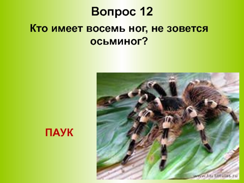 Восемь ног как восемь. Цифра 8 осьминог и паук. Кто имеет 8 ног. У кого животные имеют восемь ног. Восемьдесят восемь ног.