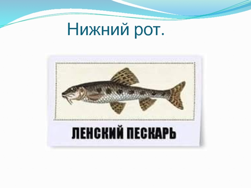 Ихтиология это. Токсикозы рыб презентация. Елка на тему ихтиология.