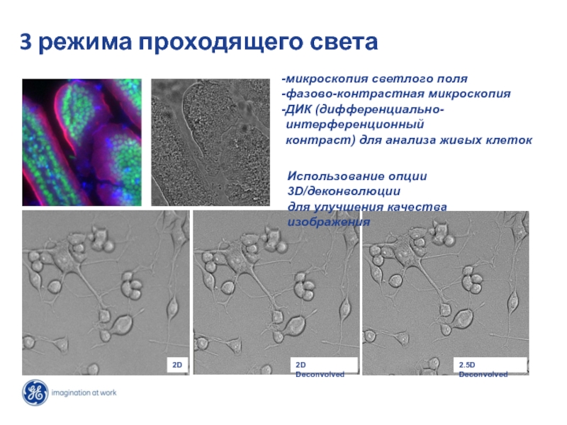 Микроскопия в светлом поле