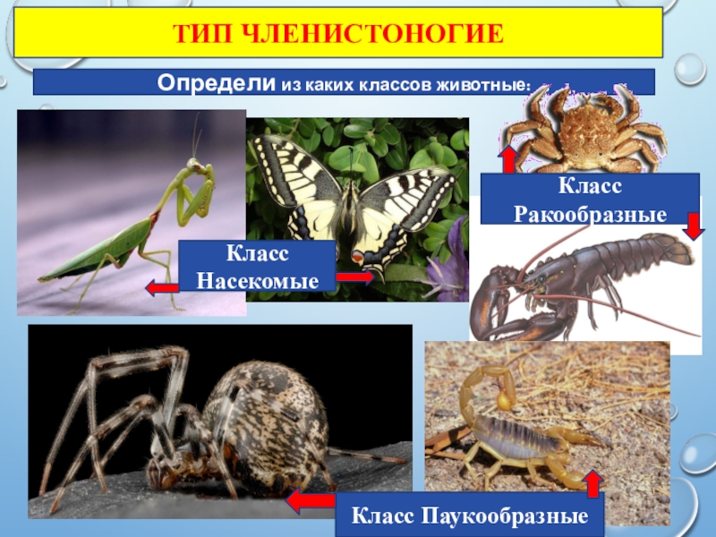 К членистоногим относят. Тип Членистоногие. Тип Членистоногие класс насекомые таблица. Членистоногие насекомые примеры. Систематика паукообразных таблица.