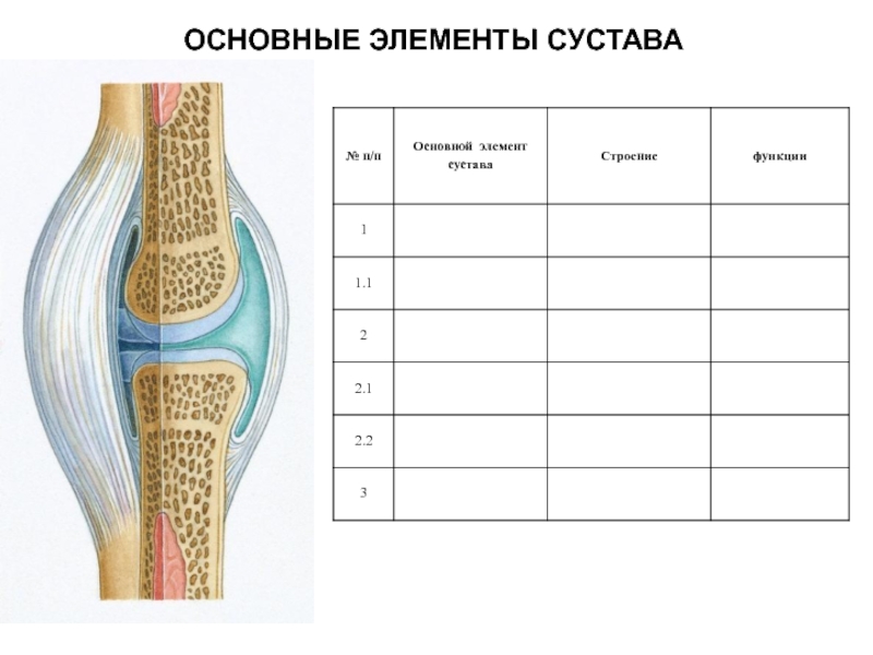 Виды костей строение суставов. Соединение суставов анатомия классификация. Элементы сустава. Основные элементы сустава. Основные и вспомогательные элементы сустава.
