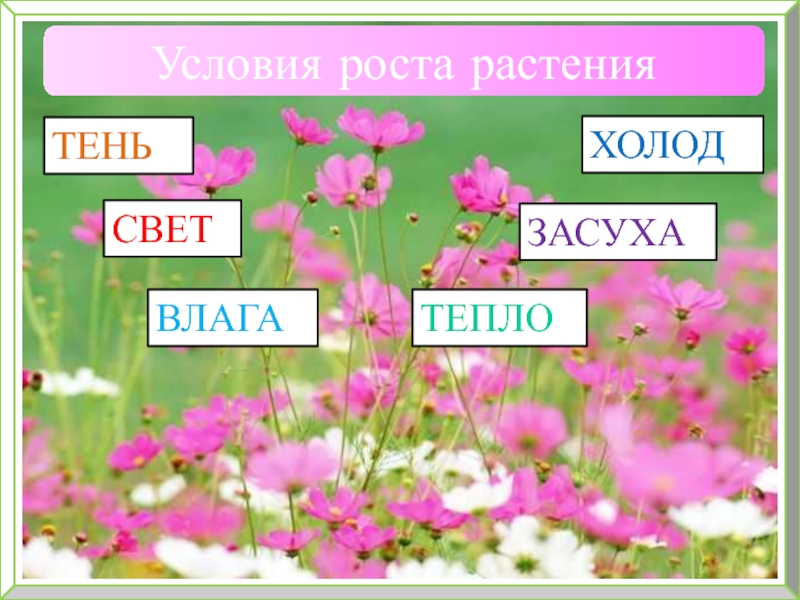 Условия роста. Вика условия роста.