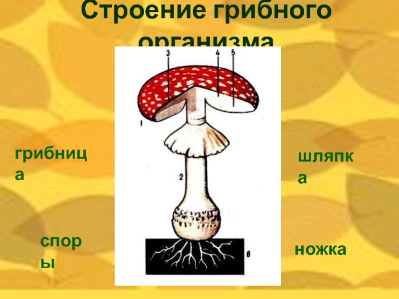 Шляпочные грибы водоросли. Строение шляпки шляпочных грибов. Строение гриба. Строение споры гриба. Структура шляпки гриба.