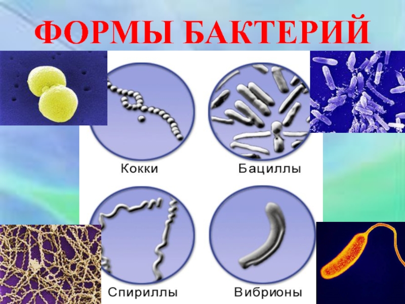 Бактерии округлой формы. Формы бактерий. Формы ба. Формы бактерий и их названия. Бактерии формы бактерий.
