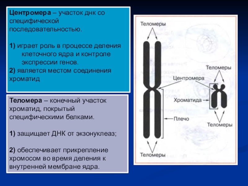 Хромосомы днк деление. Строение хромосомы теломеры. Строение хромосомы теломареа. Хромосома строение теломера. Строение центромеры.