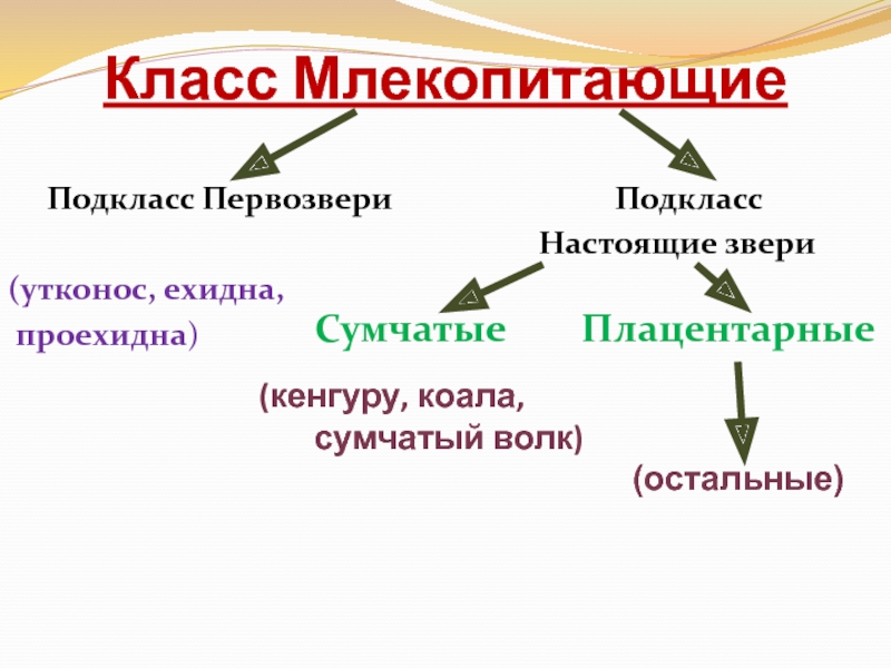 Завершите схему класс млекопитающие подкласс