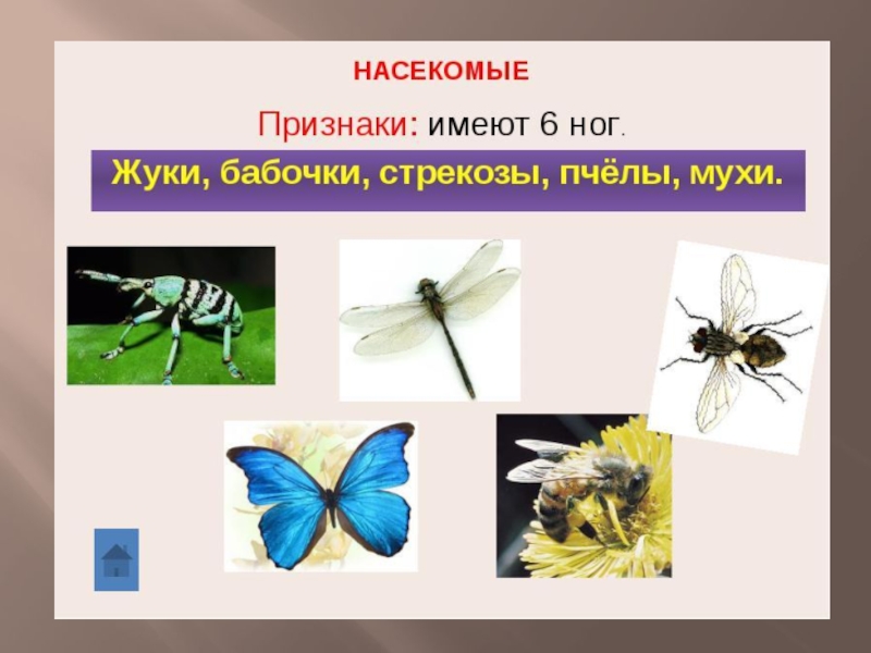 Схематические признаки насекомых рыб птиц. Признаки насекомых. Признаки животных насекомых. Животные относящиеся к классу насекомые. Главные признаки насекомых.