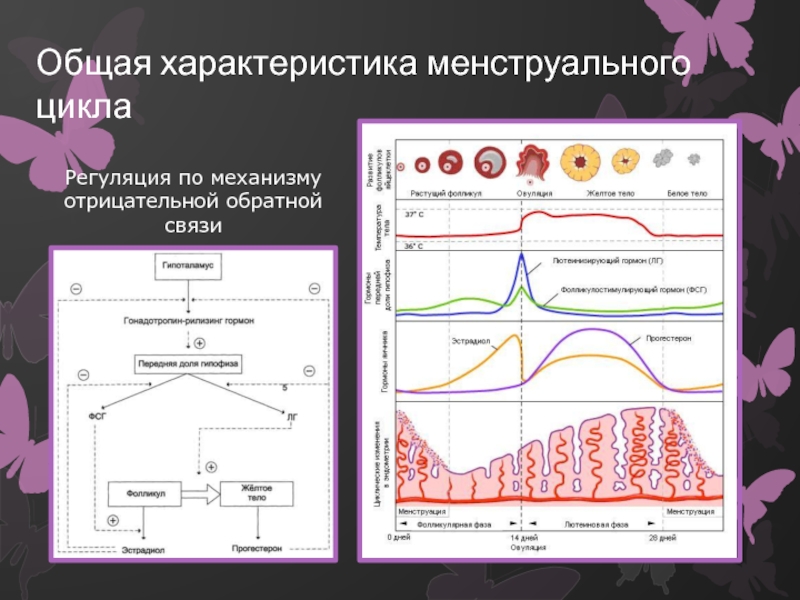 Регуляция цикла. Гормональная регуляция овариального цикла. Эндокринной регуляции менструального цикла схемой.. Регуляция менструационного цикла Обратная связь. Механизм гормональной регуляции менструационного цикла.