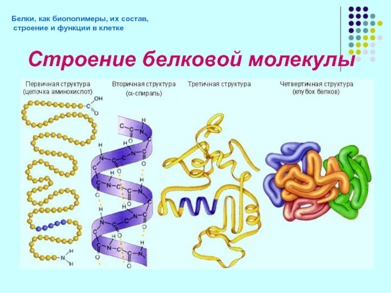 Белки как природные биополимеры проект