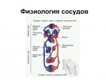 Физиология сосудов