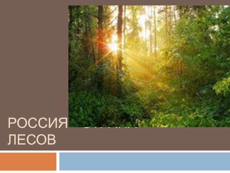 Презентация Россия - страна лесов (презентация)