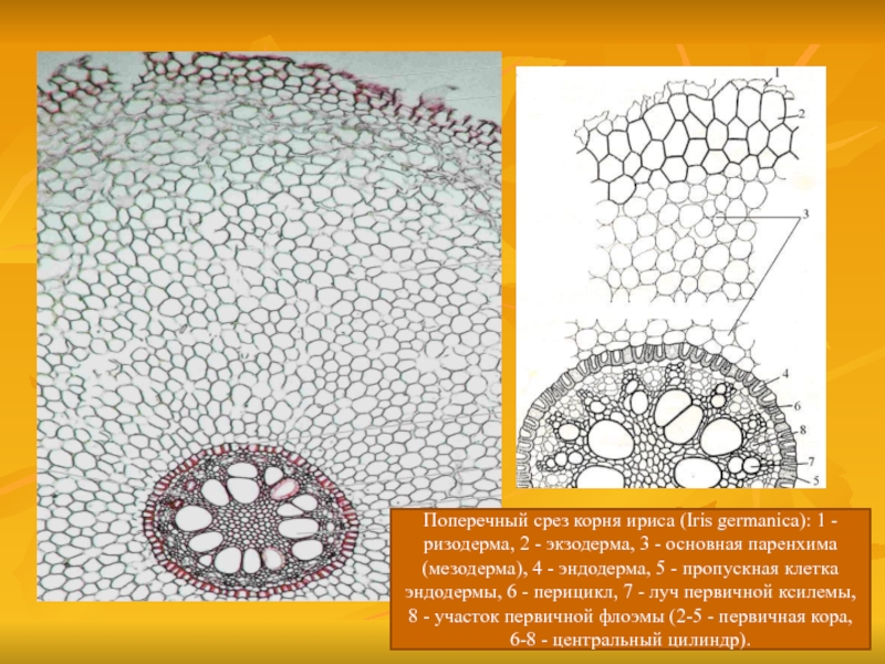 Рассмотрите рисунок поперечного среза. Поперечный срез корня ириса германского. Поперечный срез корня ириса. Поперечный разрез корня ириса. Эндодерма корня поперечный срез.