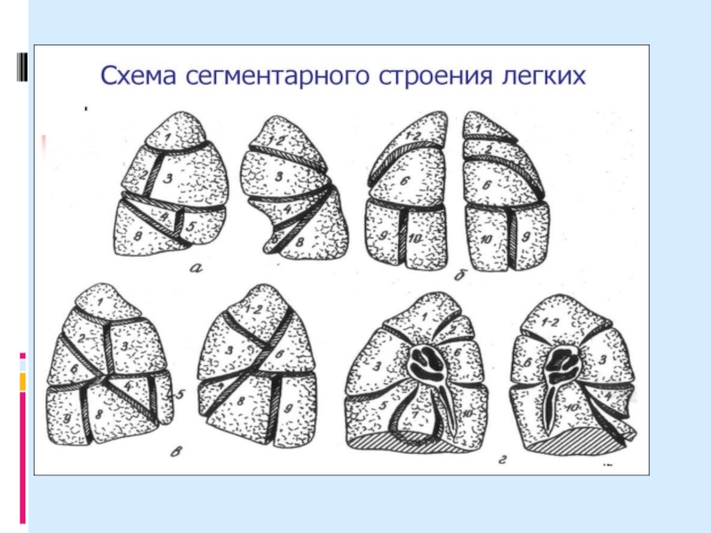 Язычковые сегменты левого. Топография сегментов и долей легкого. 4 Сегмент легкого. Топографическая анатомия легких доли сегменты. Сегменты нижней доли правого легкого схема.