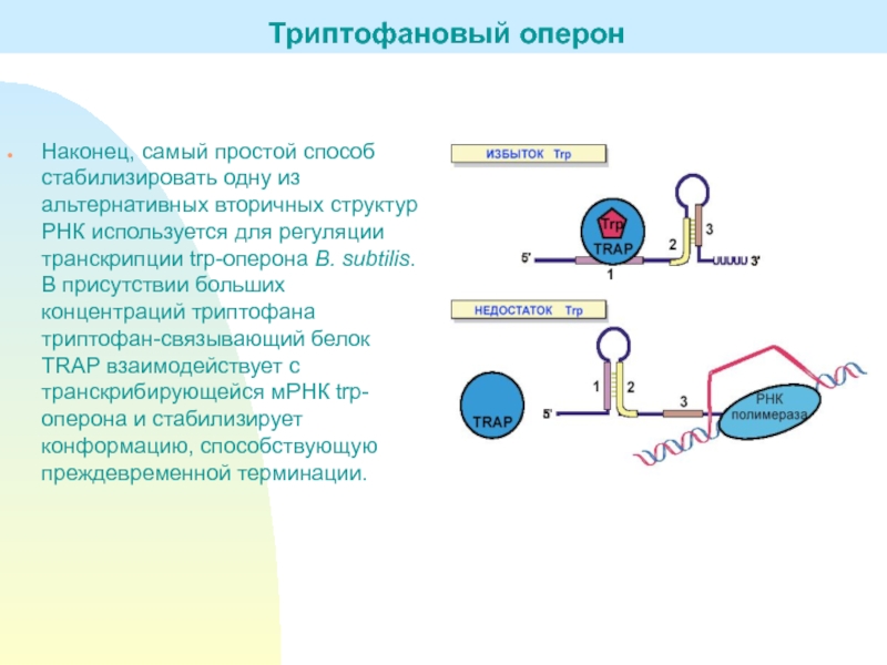 Триптофановый оперон схема