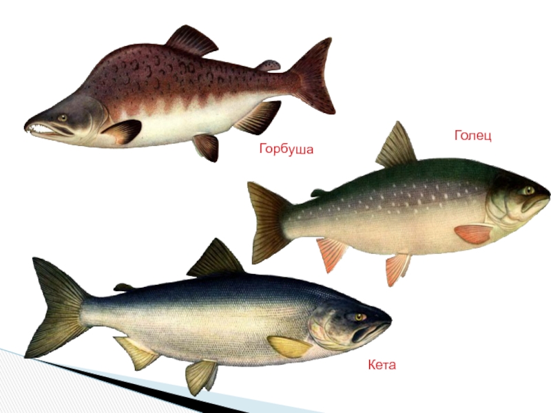 Отличие кеты. Кета голец горбуша. Голец и горбуша. Горбуша гонцы. Голец рыба самка самец.