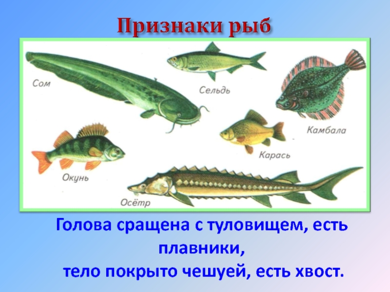Рыбы и птицы особенности. Признаки рыб. Основные признаки рыб. Признаки класса рыб. Характерные особенности рыб.