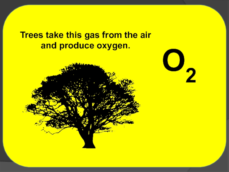 Trees take ________ out of the Air..