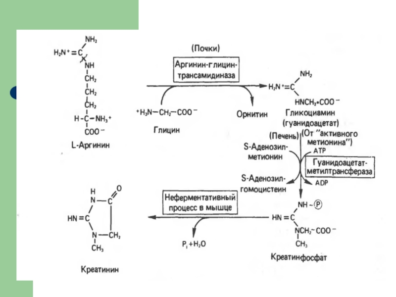 Особенности обмена глицина. Трансамидиназа фермент. Трансамидиназа реакция. Особенности обмена аргинина. Трансамидиназа (глицин-амидинотрансфераза).