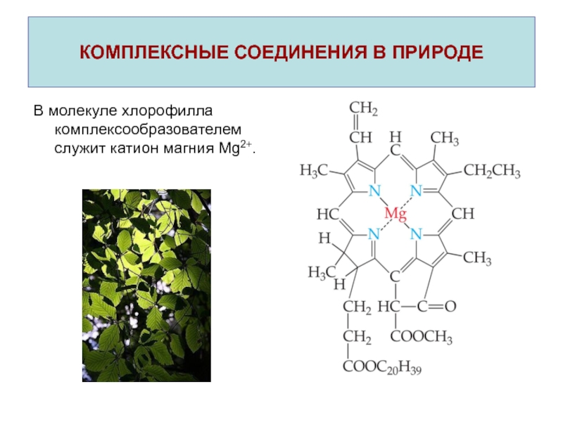 Образование хлорофилла. Строение молекулы комплексных соединений. Химические формулы комплексных соединений. Хлорофилл комплексное соединение. Структурная формула комплексных соединений.