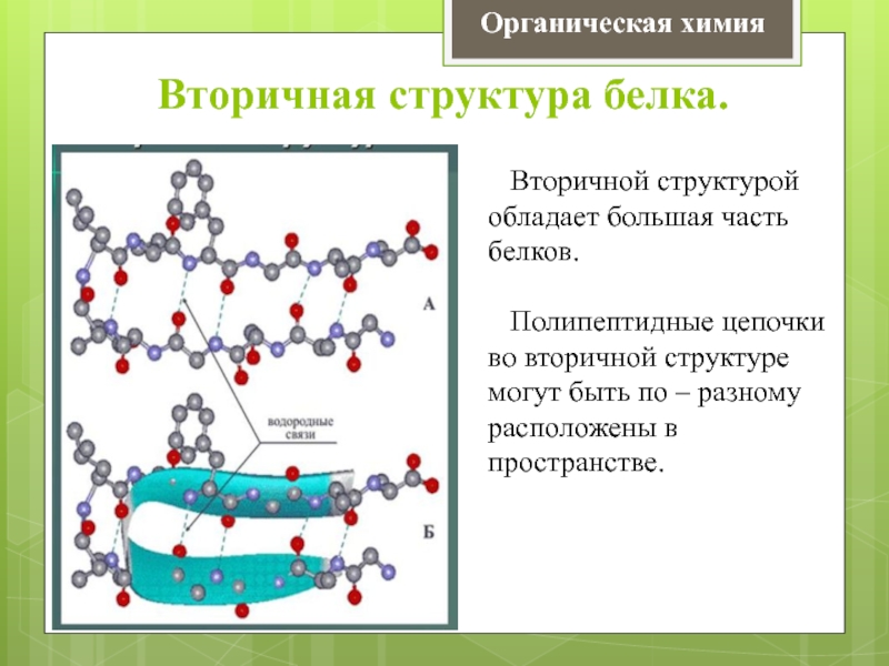 Вторичная структура белка фото