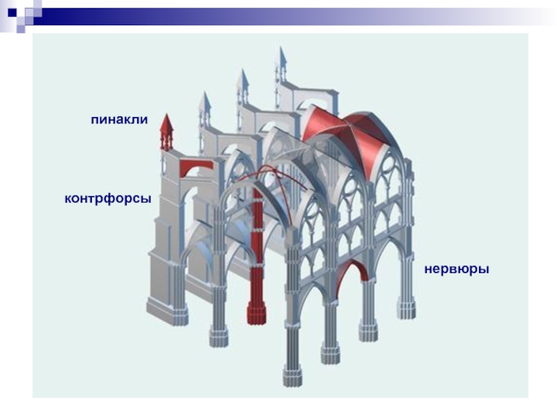 Схема контрфорсов анатомия