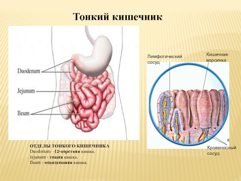 Схема кишечника человека