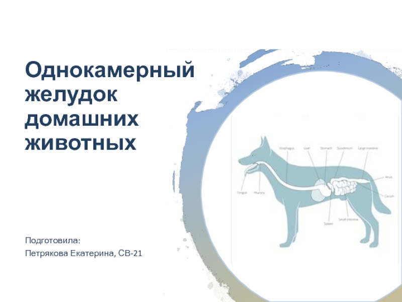Презентация Однокамерный желудок домашних животных