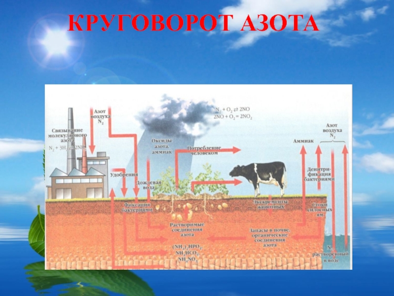 Презентация по теме круговорот азота в природе