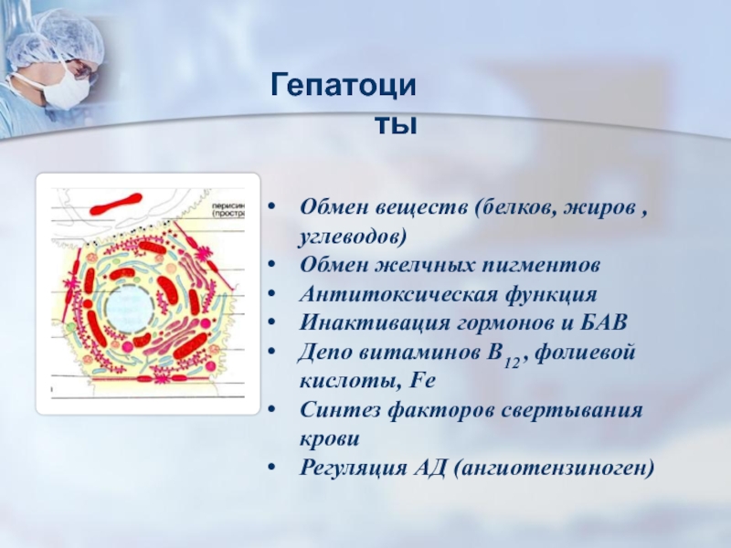 Гепатоциты. Гепатоциты строение и функции. Гепатоциты печени функции. Из гепатоцитов в кровь выделяются. Гепатоцит строение.