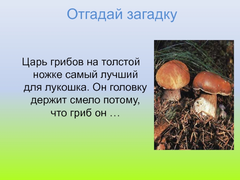 Загадка белый. Загадка про гриб Боровик. Загадка про белый гриб. Загадки про грибы. Загадка про белый гриб для детей.