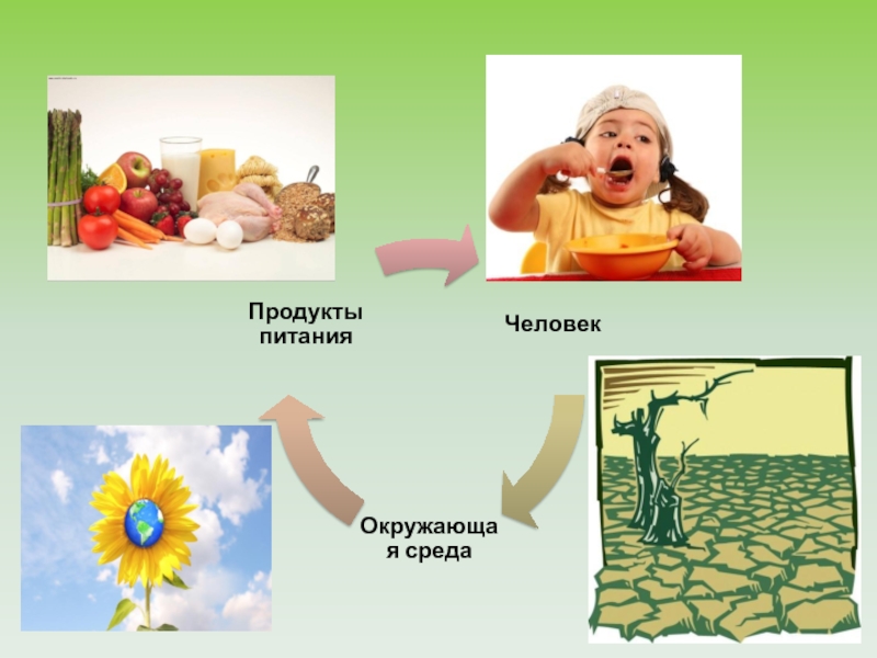 Экология питания проект