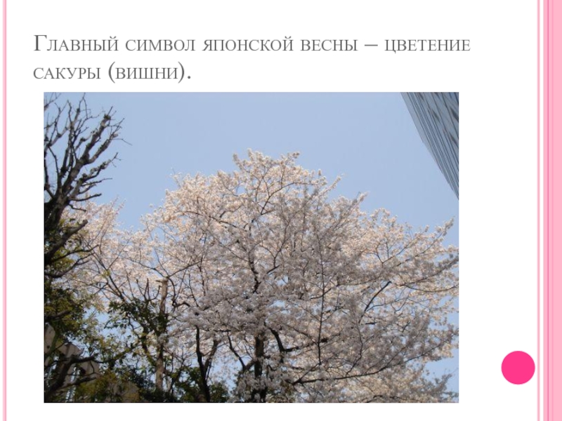 Главный символ японской весны – цветение сакуры (вишни).