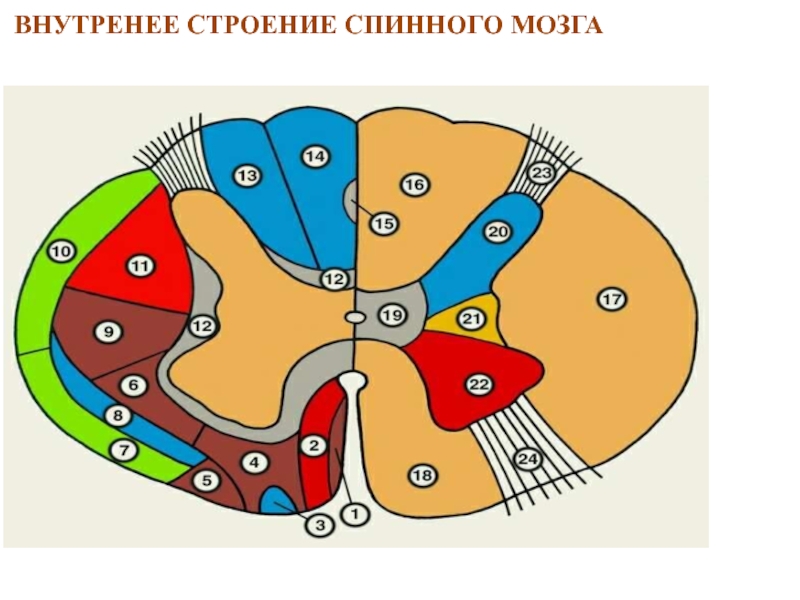 Спинной мозг рисунок. Внутренняя структура спинного мозга. Строение спинного мозга коровы. Строение спинного мозга животных. Внутренне строение спинного мозга анатомия.