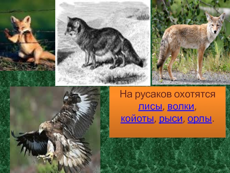 Лисы волки сироткин. Лиса природное сообщество. Лисицы рыси волки. Койот и волк отличие. Койот это волк или лиса.