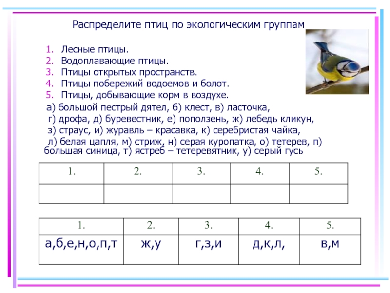 К какой экологической группе относится гусь. Экологическая группа птиц Лесные птицы. Представитель экологической группы с указанием отряда птицы леса. Деление птиц на экологические группы.